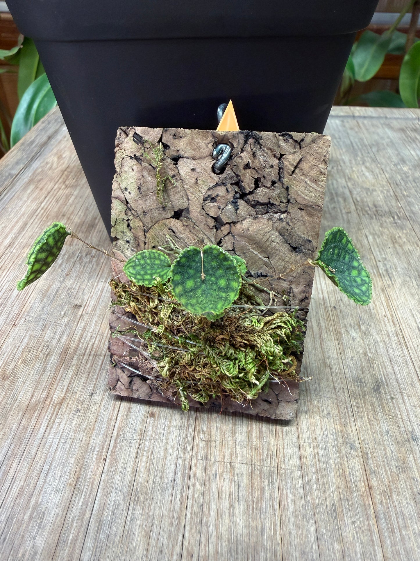 Lepanthes calodictyon - Cloud Forest Flora