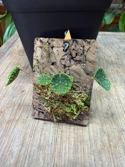 Lepanthes calodictyon - Cloud Forest Flora