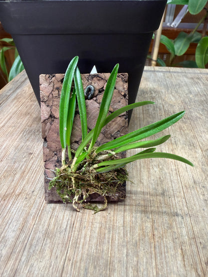 Dracula lotax - Cloud Forest Flora