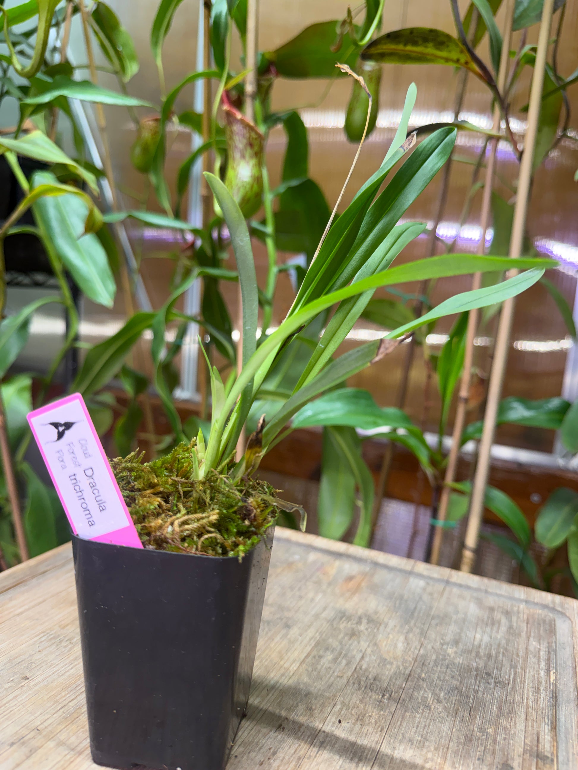 dracula plants Dracula trichroma – Cloud Forest Flora