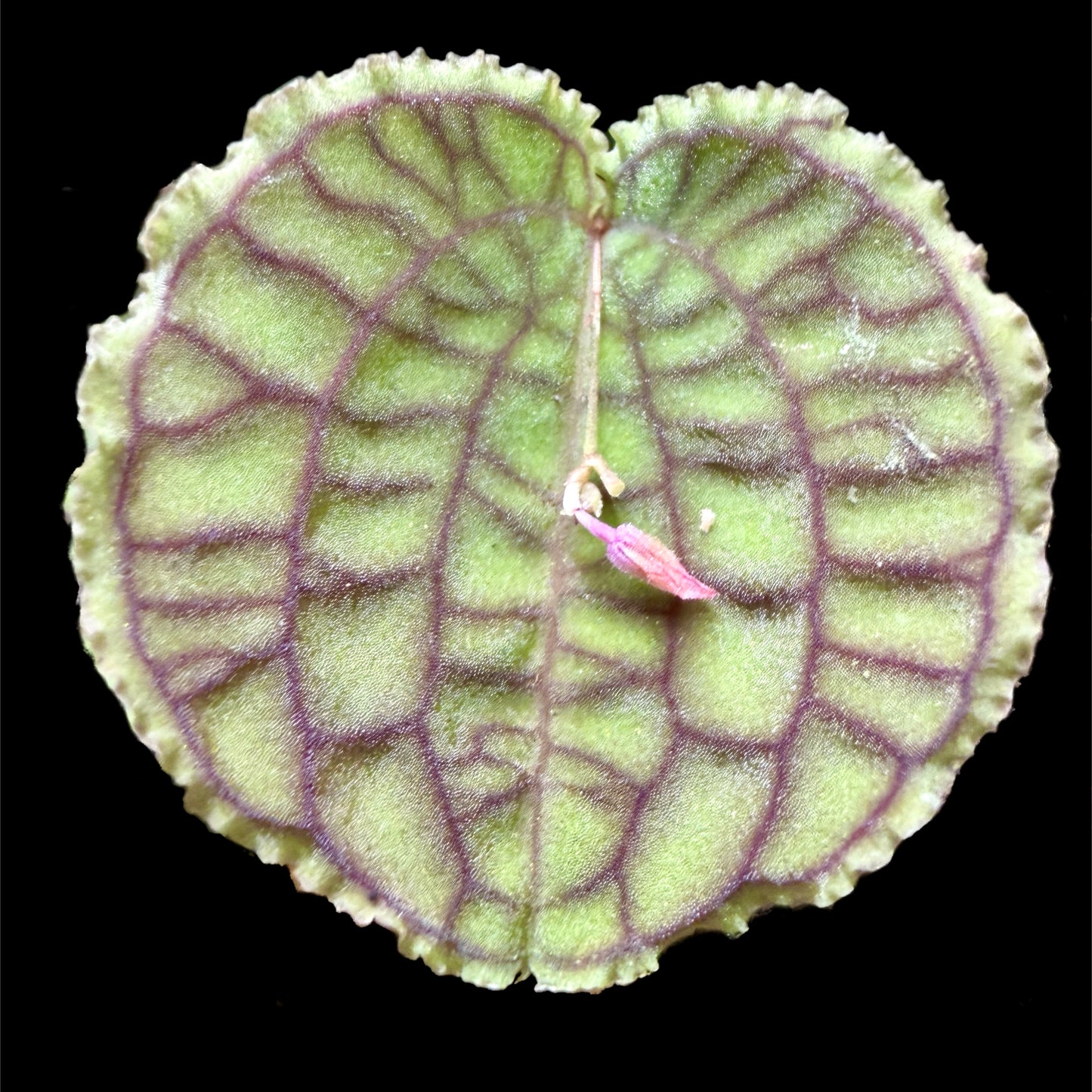 Lepanthes tentaculata - Cloud Forest Flora