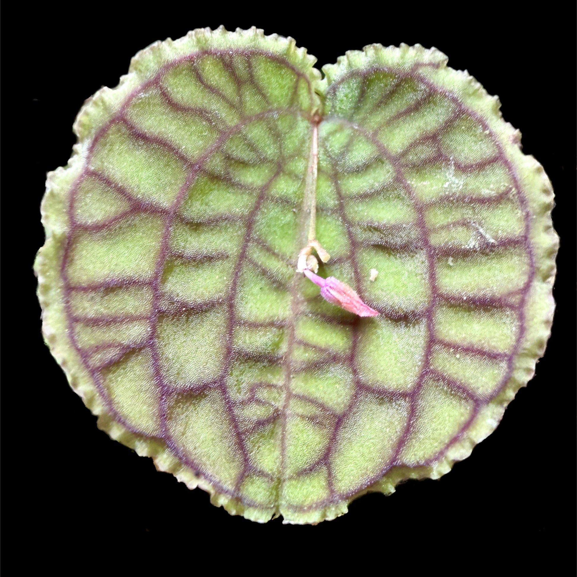 Lepanthes tentaculata - Cloud Forest Flora