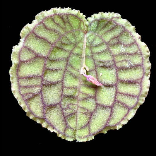 Lepanthes tentaculata - Cloud Forest Flora