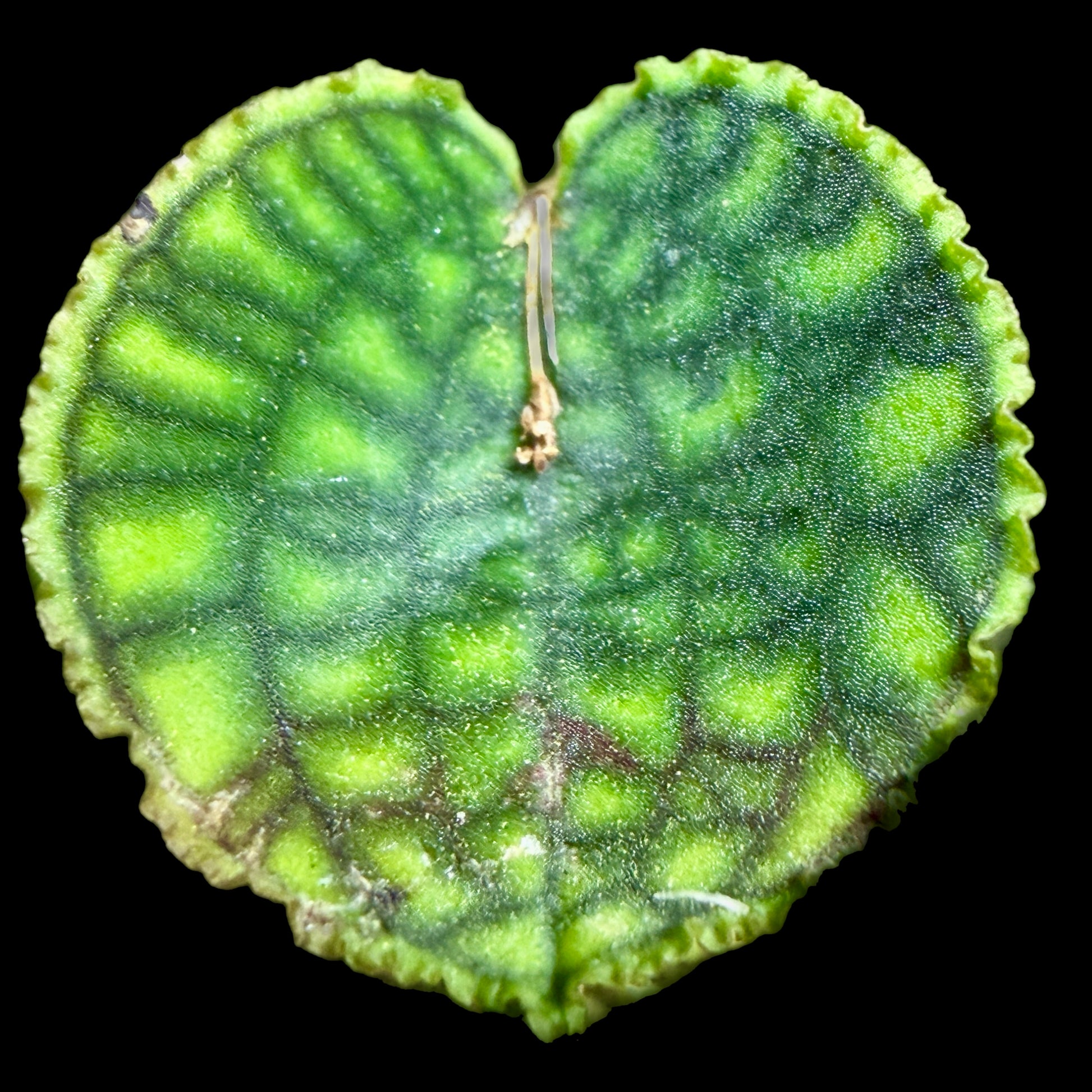 Lepanthes calodictyon - Cloud Forest Flora