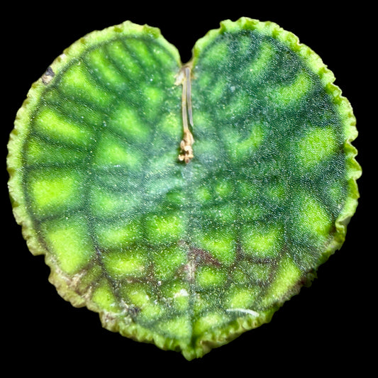 Lepanthes calodictyon - Cloud Forest Flora