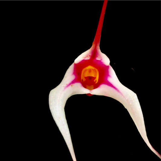 Masdevallia gilbertoi