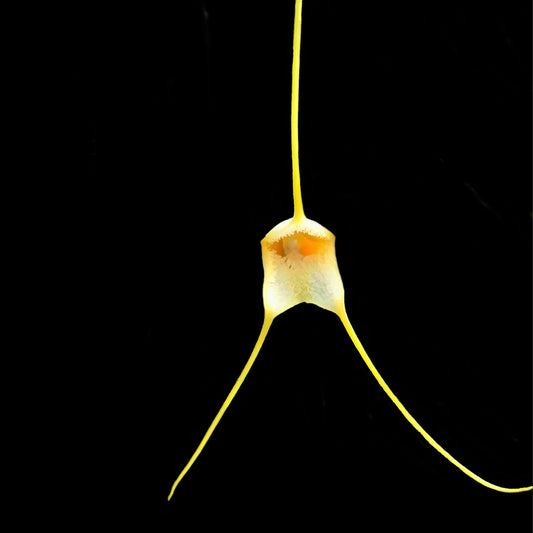 Masdevallia strobelii
