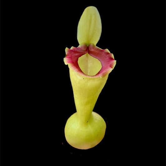 Nepenthes ventricosa var. alba “Porcelain” Longwood Gardens