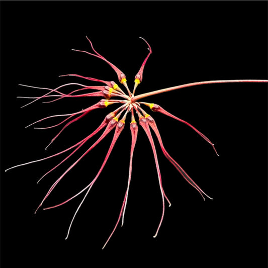 Bulbophyllum gracillimum