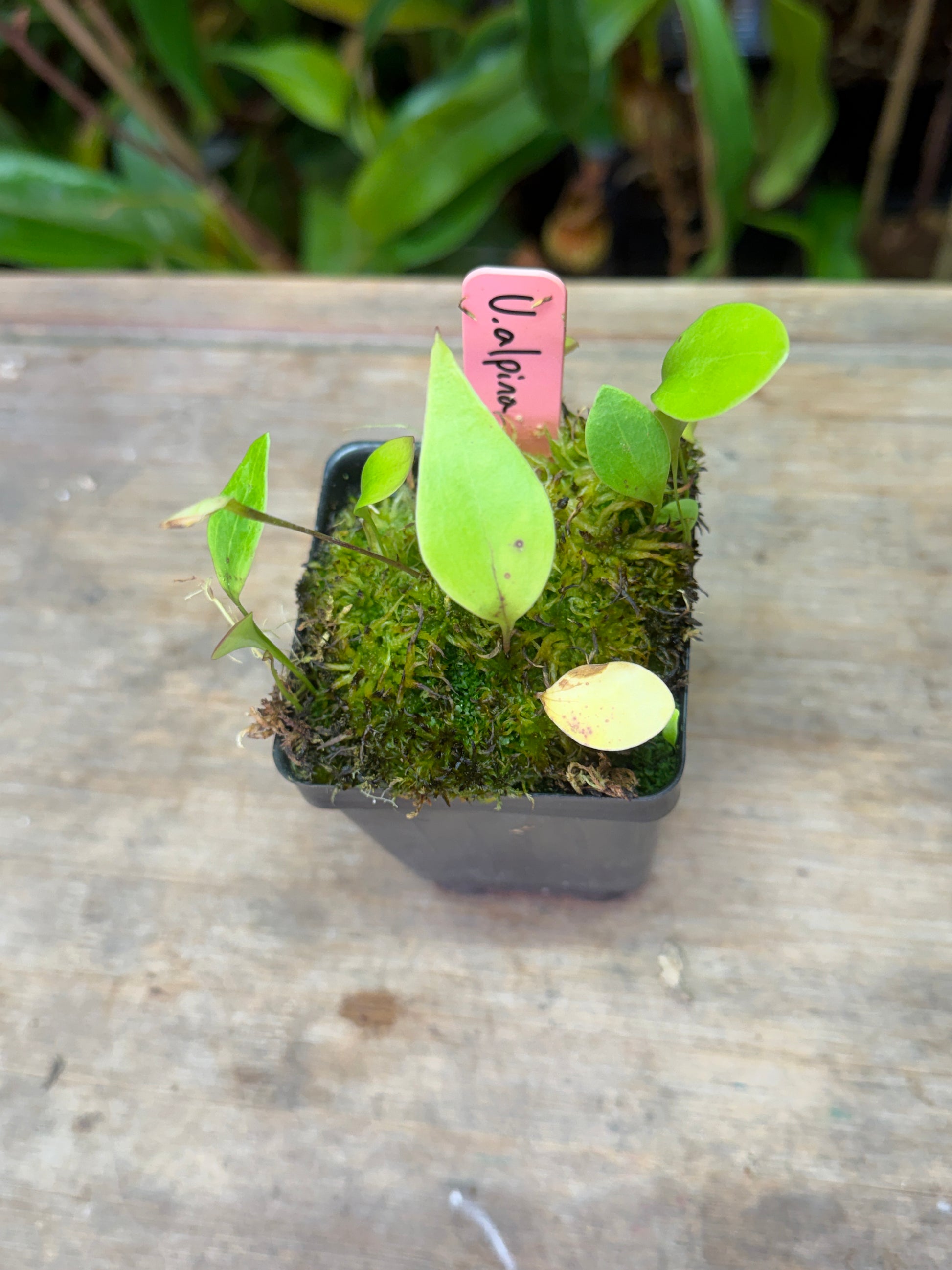 Utricularia alpina - Cloud Forest Flora