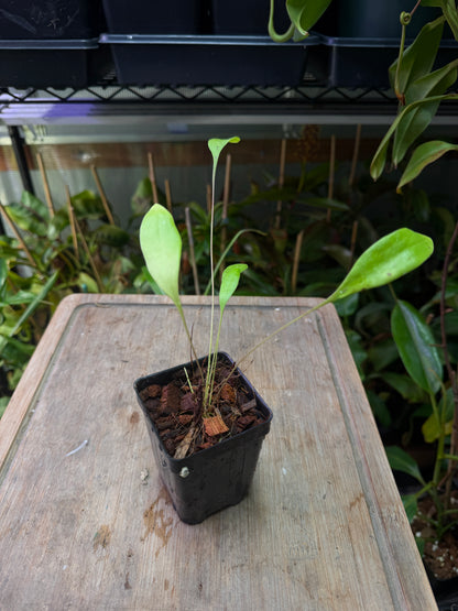 Utricularia humboldtii x alpina - Cloud Forest Flora
