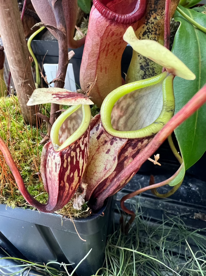 Nepenthes glabrata