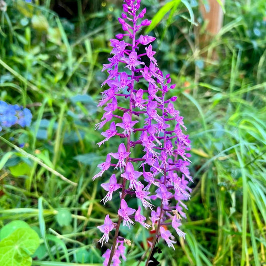 Stenoglottis Venus 'Jamboree' HCC/AOS - Cloud Forest Flora