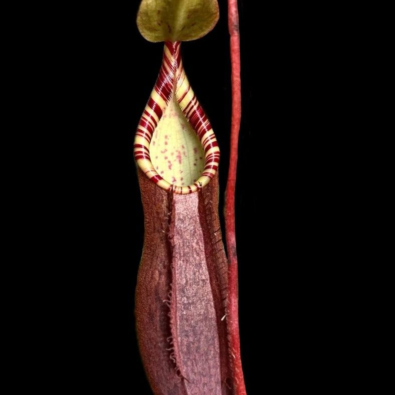 A Nepenthes lavicola pitcher is set against a black background. The pitcher is a dark red the lip is striped red and green.