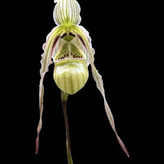 Phragmipedium pearcei - Cloud Forest Flora