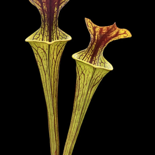 Sarracenia flava x oreophila - Cloud Forest Flora