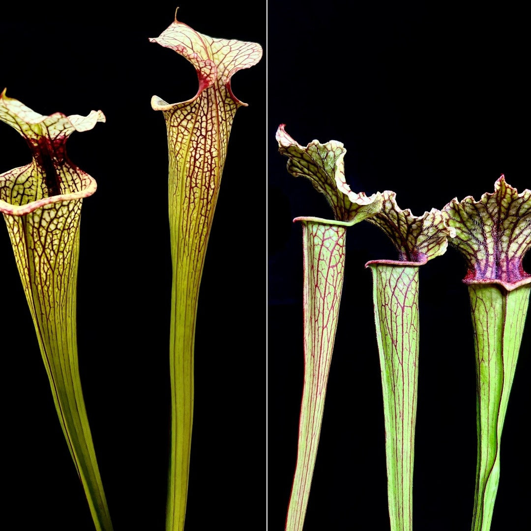 Sarracenia 'Leah Wilkerson x 'Tapestry' - Cloud Forest Flora