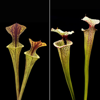 Sarracenia (flava x oreophila) x 'Leah Wilkerson' - Cloud Forest Flora