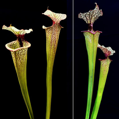 Sarracenia 'Leah Wilkerson' x 'Hot Lips' - Cloud Forest Flora