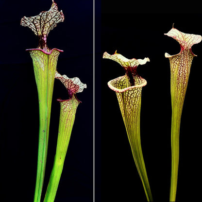 Sarracenia 'Hot Lips' x 'Leah Wilkerson' - Cloud Forest Flora