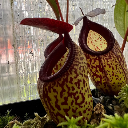 Nepenthes aristolochioides x ventricosa