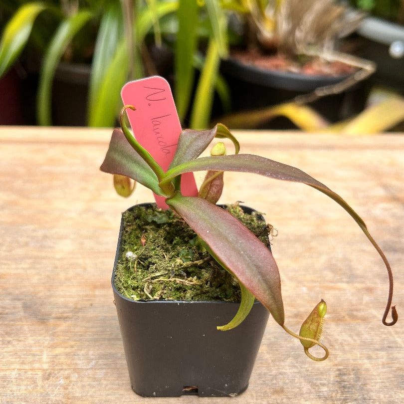 A Nepenthes lavicola plant in a pot of moss rests on a table. The background has more tropical plants.