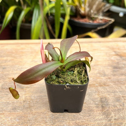 A Nepenthes glabrata plant in a pot of moss rests on a table. There is a small pitcher forming on one of the leaves. The background has more tropical plants.