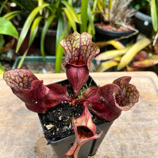 A squat species of North American pitcher plant with deep red, purple, and green pitchers. Exact plant shown is for sale. Grows great in a bog. 