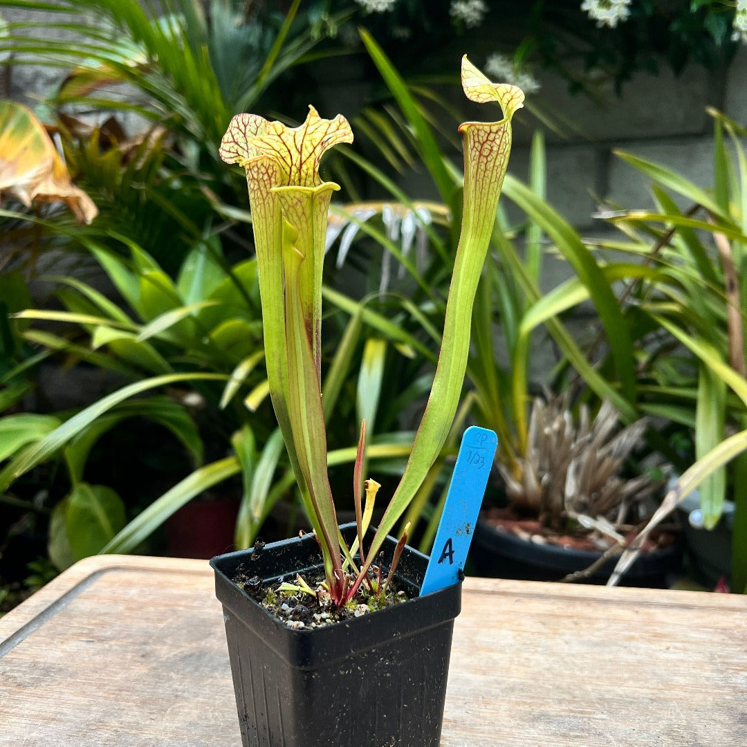 Sarracenia moorei x 'Hot Lips' - Cloud Forest Flora