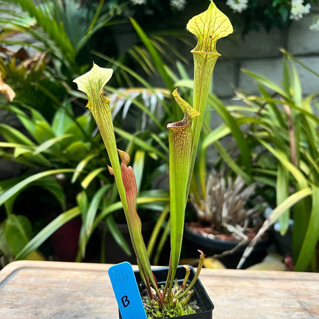 Sarracenia moorei x 'Hot Lips' - Cloud Forest Flora