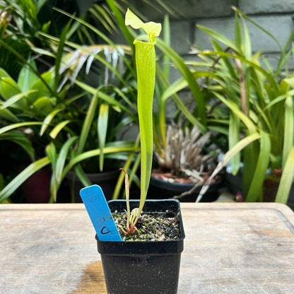 Sarracenia moorei x 'Hot Lips' - Cloud Forest Flora