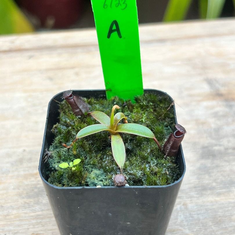 A small Nepenthes murudensis sits on a table in a pot of moss. The plant has three small developing dark red pitchers. The plant is labeled “A”.