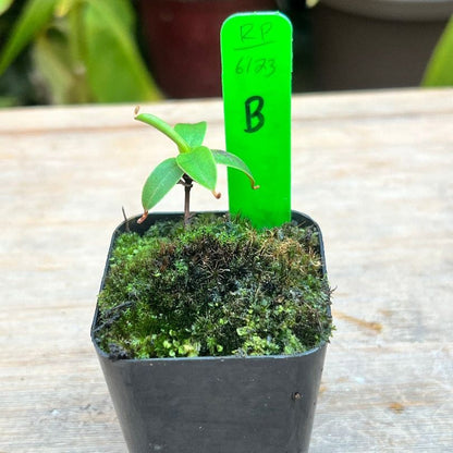 A small Nepenthes murudensis sits on a table in a pot of moss. The plant has three small developing pitchers. The plant is labeled “B”.