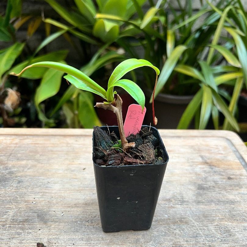 Nepenthes ventricosa Red - Cloud Forest Flora