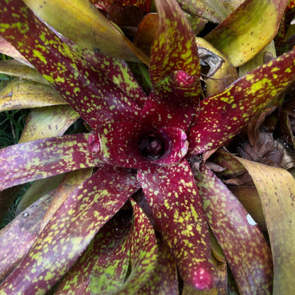 A neoregelia plant from the top. The leaves extend beyond the image bounds on all sides. The center of the plant is a deep red speckled with green. The older leaves are more green than red.