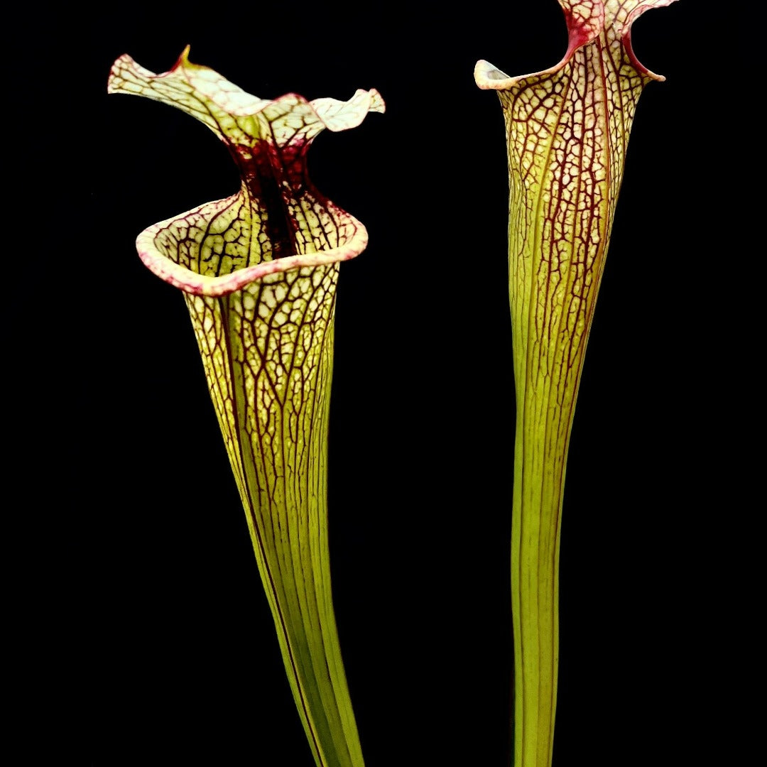 Sarracenia 'Leah Wilkerson' x self - Cloud Forest Flora