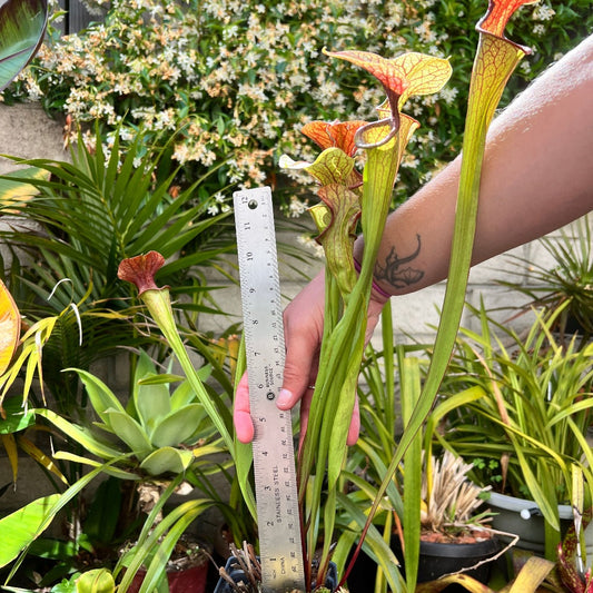 Sarracenia oreophylla x leucophylla - Cloud Forest Flora