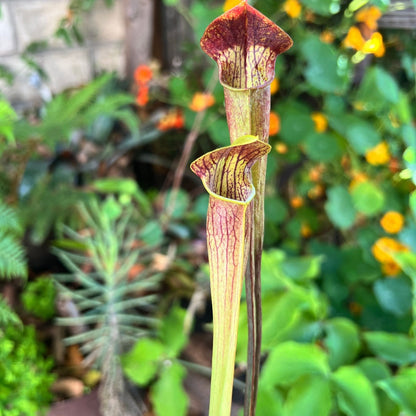 Sarracenia alata 'Night' Stone County, MS - Cloud Forest Flora