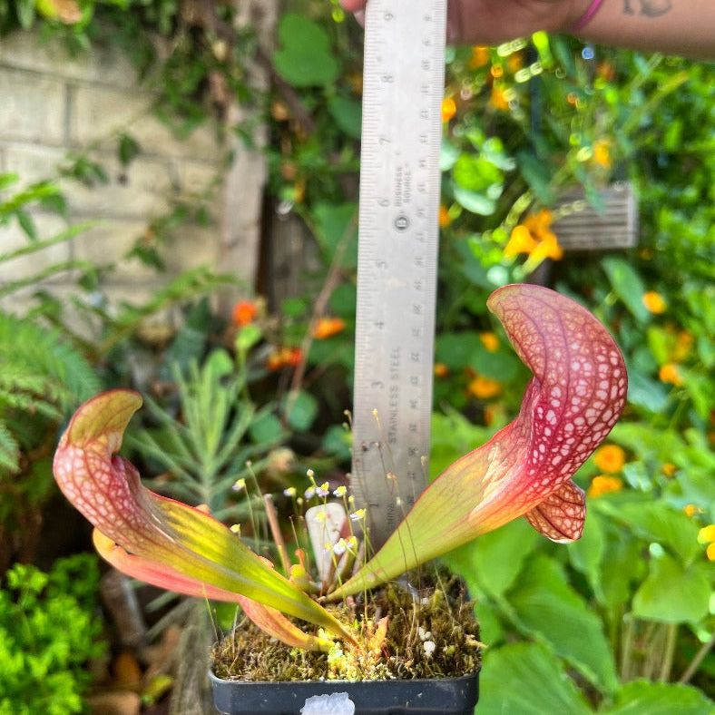 Sarracenia "Bag Pipes" - Cloud Forest Flora