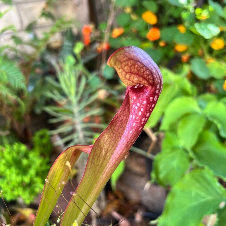 A Sarracenia hybrid with pitchers similar to psittacina and purpurea. These temperate pitcher plants is great in a bog. Exact plant for sale is shown. 