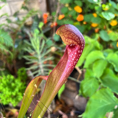 A Sarracenia hybrid with pitchers similar to psittacina and purpurea. These temperate pitcher plants is great in a bog. Exact plant for sale is shown. 