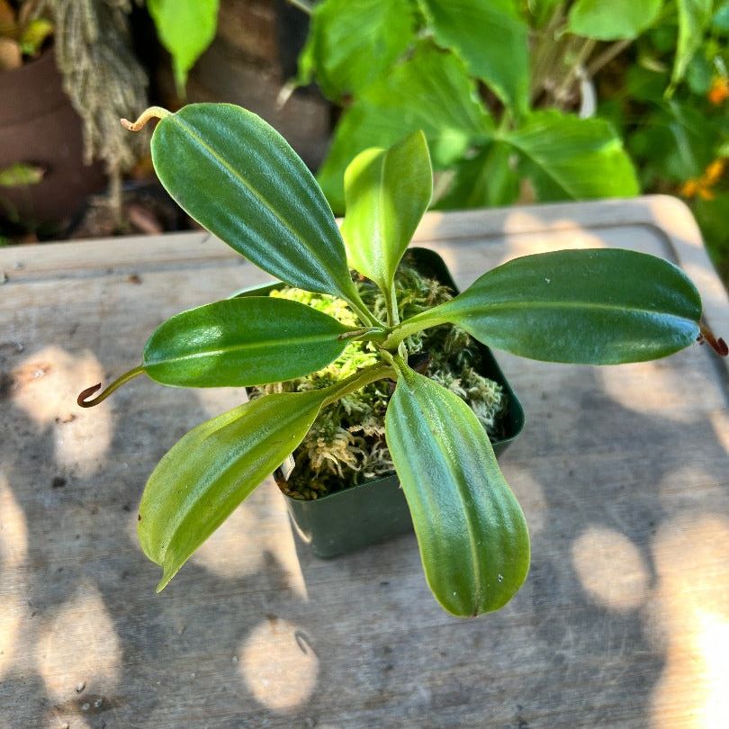 A top view of Nepenthes maxima x trusmadiensis plant on a table in a pot of moss. The background consists of flowering plants. 