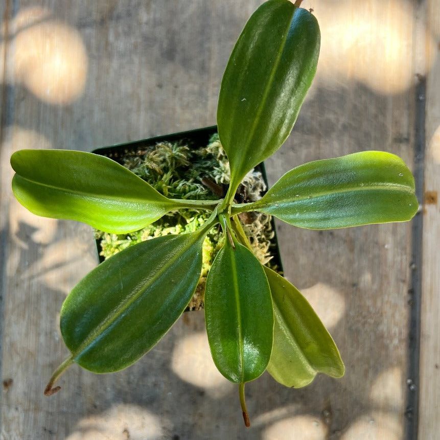 A top view of Nepenthes maxima x trusmadiensis plant on a table in a pot of moss. 