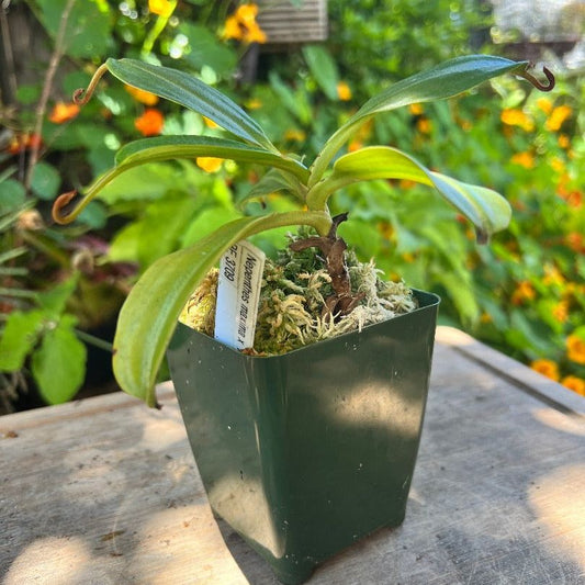 A Nepenthes maxima x trusmadiensis plant on a table in a pot of moss. The background consists of flowering plants. 