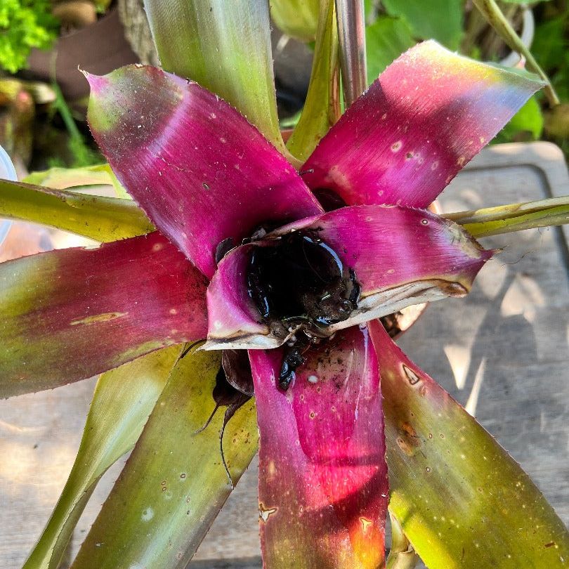 A top down view of a neoregelia plant. The leaves stretch out of the frame on all sides of the image. The part of the laves close to the center is a brilliant magenta which fades into a healthy green. The plant is set on a table, in the background we can see more tropical plants.