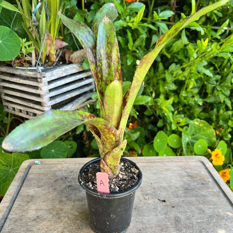 A neoregelia plant from the side. The leaves are green and speckled with deep red. The plant is labeled “A”. The background consists various plants.