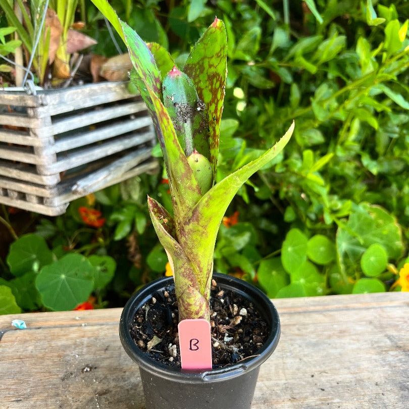 A neoregelia plant from the side. The leaves are green and speckled with deep red. The plant is labeled “B”. The background consists various plants.