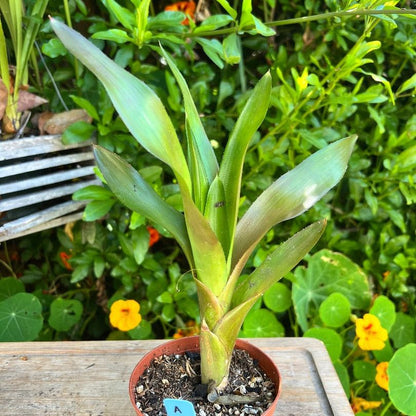 A neoregelia plant from the side. The plant is labeled “A”. The background consists various plants.