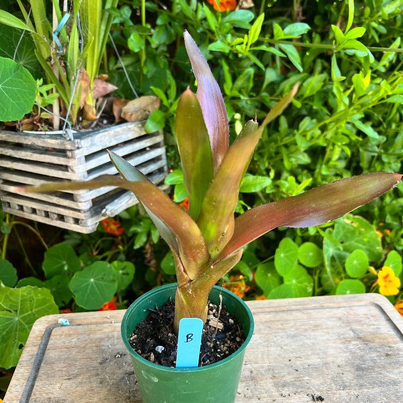 A neoregelia plant from the side. The plant is labeled “B”. The background consists various plants.