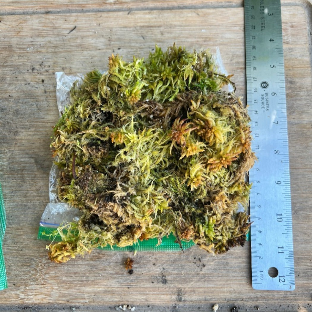 Pile of moss on top of a sand which bag. A ruler placed next to the pile shows it to be about 6 inches in length. The moss ranges in color from green to red to yellow-green